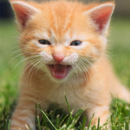 Kitten Meow Soundboard